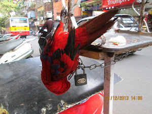 A chained parrot on a open air perch  in Hanoi.