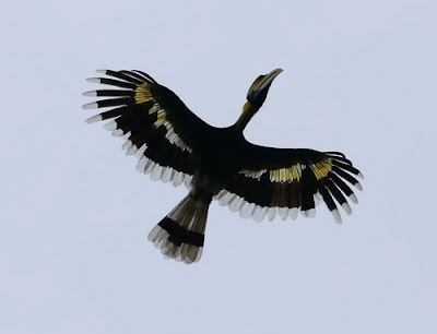 langkawi bird tour