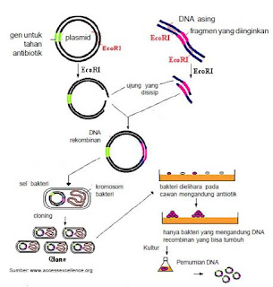 Urut-urutan pembuatan DNA rekombinan