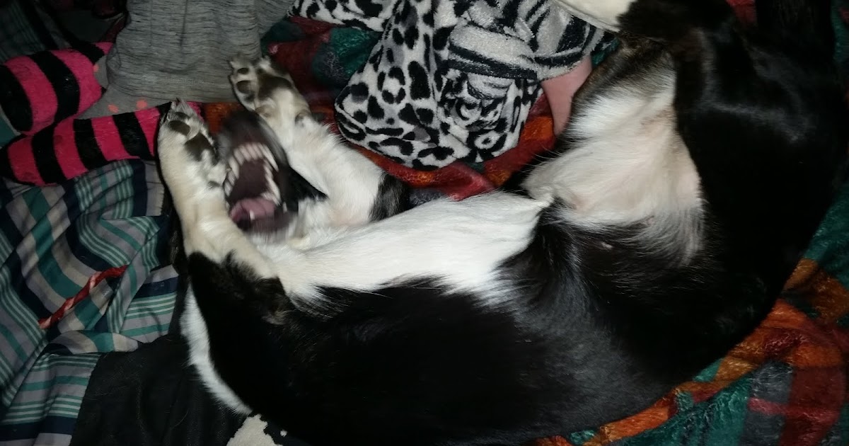 Big Ears Kennel Grandma What Big Teeth You Have