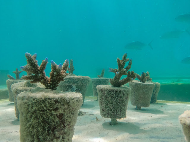 Коралариум - полузатопленный музей на Мальдивах