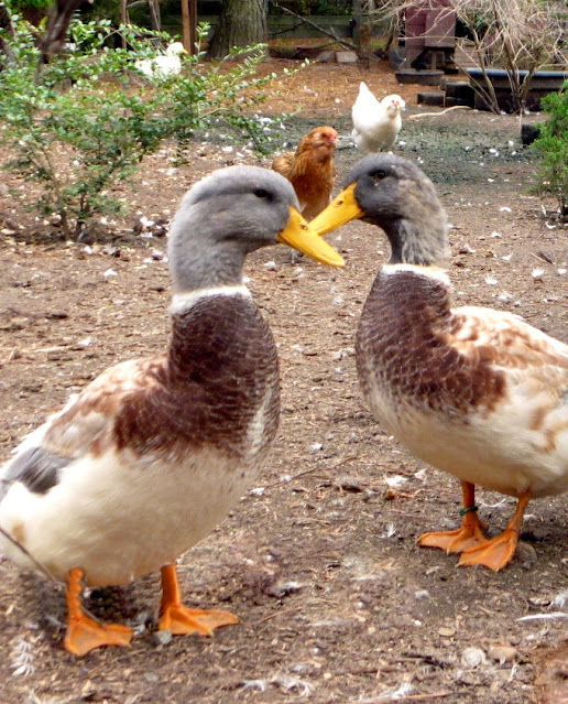 The History of The Saxony Duck Breed Fresh Eggs Daily®