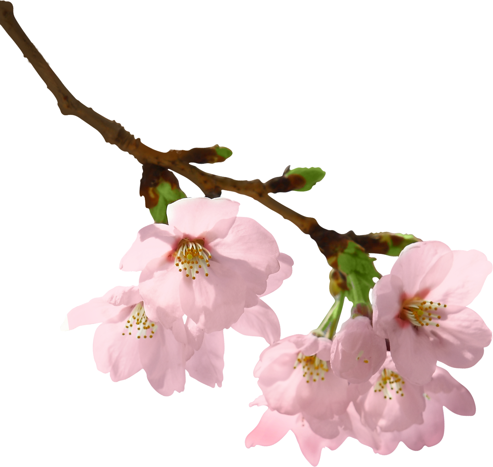 черри блоссом на прозрачном фоне. векторные весенние цветы. ветка с цветами. веточка цветов на прозрачном фоне. цветы на прозрачном фоне.