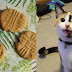 Gata consegue abrir pote e dá uma só mordida em cada biscoito só pra mostrar quem manda
