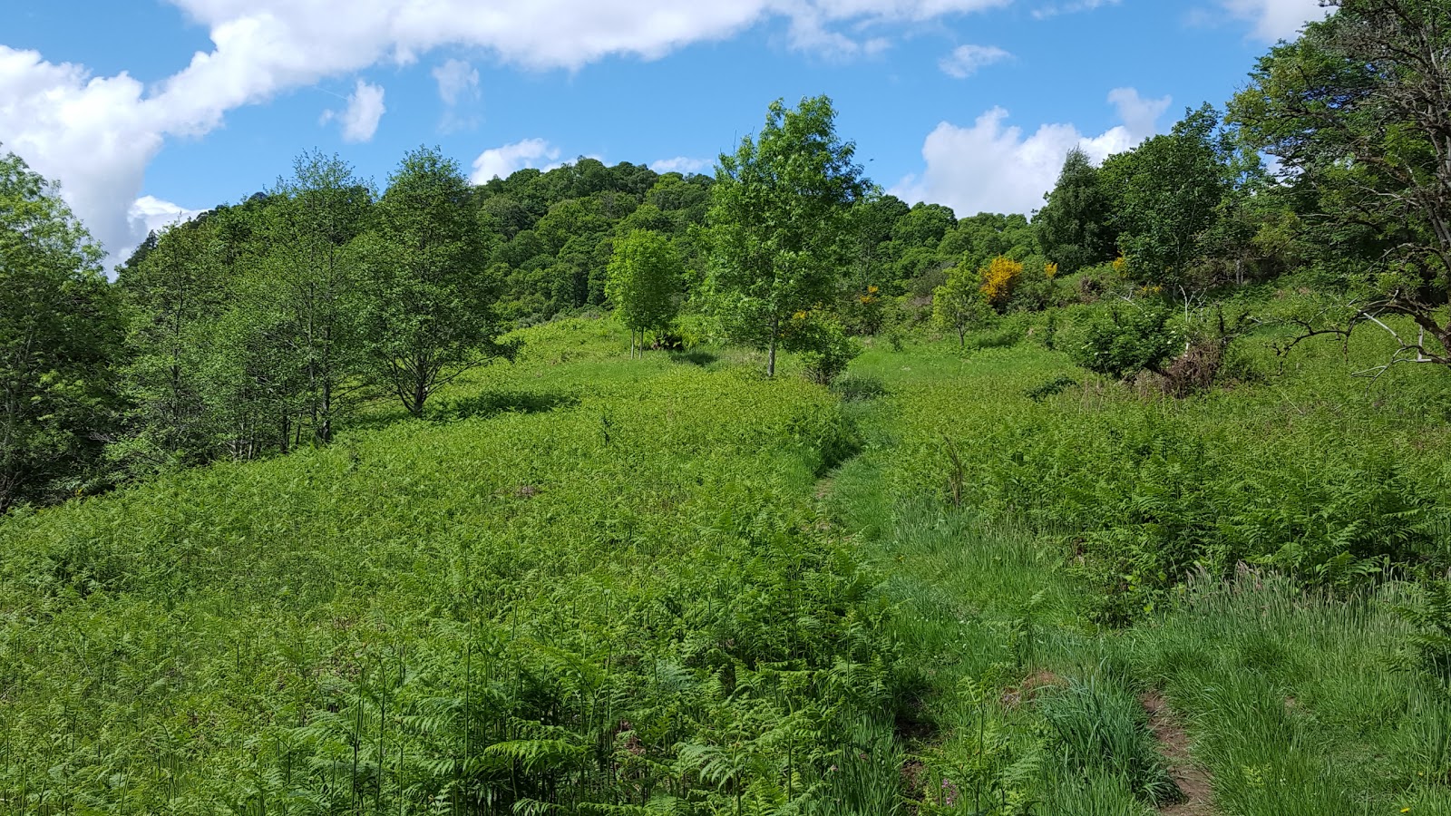Neil's Hillwalking Exploits Crieff Laggan Hill and Tom a'Chasteil and