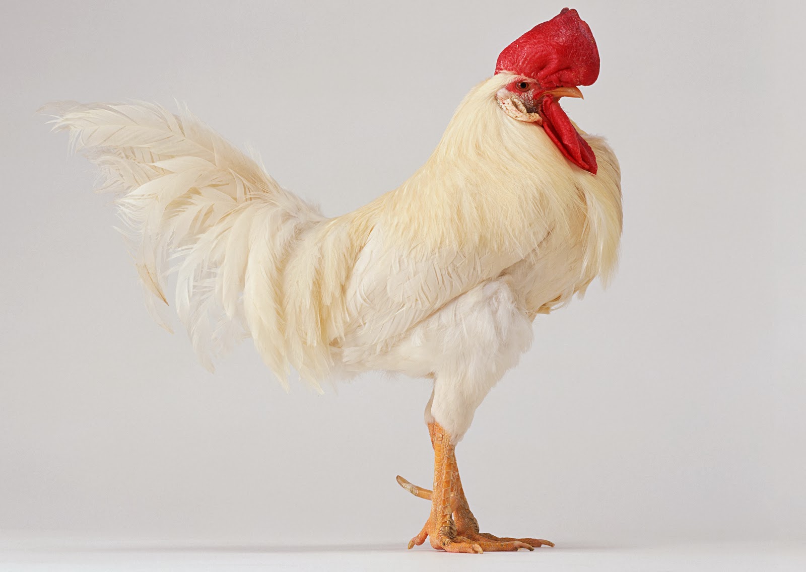 21 Gambar  Ayam  Stock Photo High Resolution