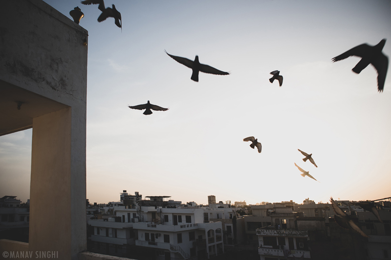 10 of the best Bird Photography Shots Jaipur