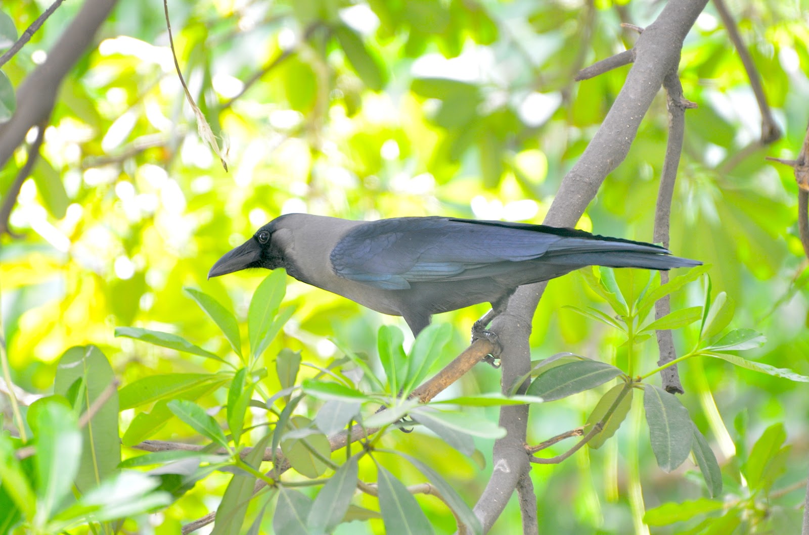 Common Indian Birds