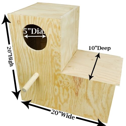 How to Breed Alexandrine Parrots