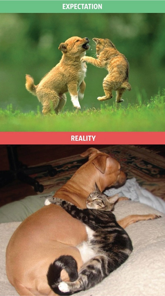 La vida con un gato: expectativas vs realidad