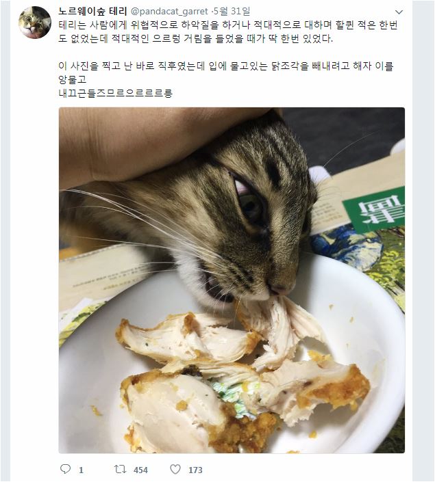 집념의 냥이2