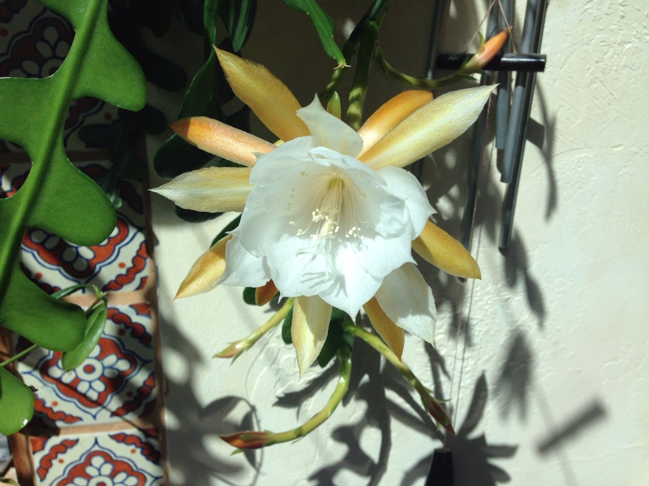 Co Horts Ric Rac Orchid Cactus Epiphyllum Anguliger By Irene Shonle