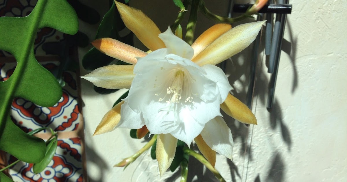 COHorts Ric Rac Orchid Cactus (Epiphyllum anguliger) by Irene Shonle