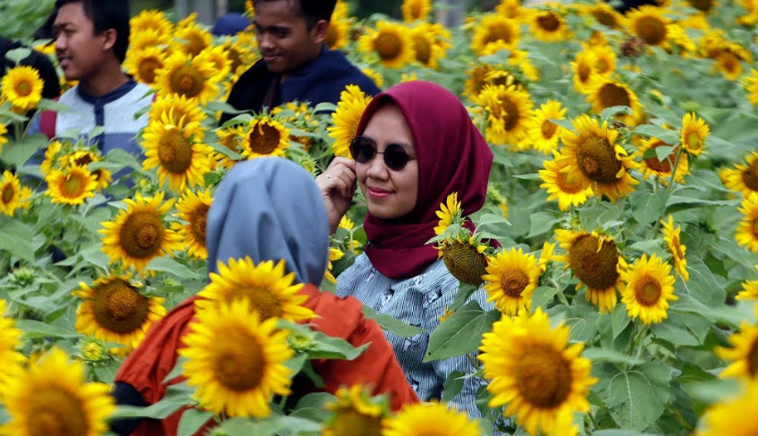 7 Taman  Bunga  Nusantara Yang  Tidak kalah Indah Dengan Luar 