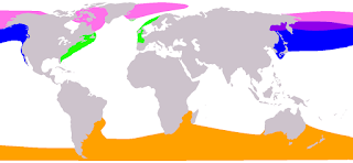 Gerçek balinagiller türlerinin dünya denizlerindeki yayılımı