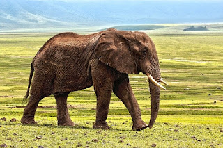 scientist name of elephant
