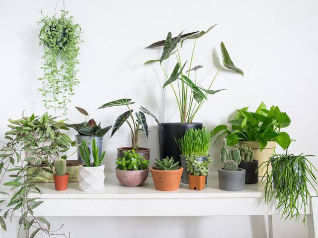 Grow Light For Indoor Plants