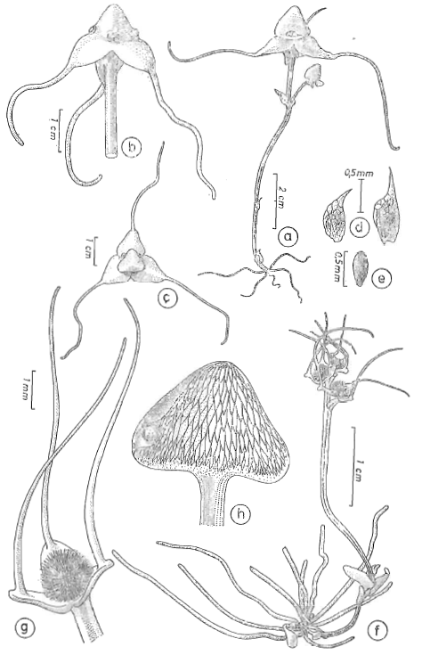 PLANT FAMILIES OF PUERTO RICO AND FLORIDA PAPO VIVES Triuridaceae