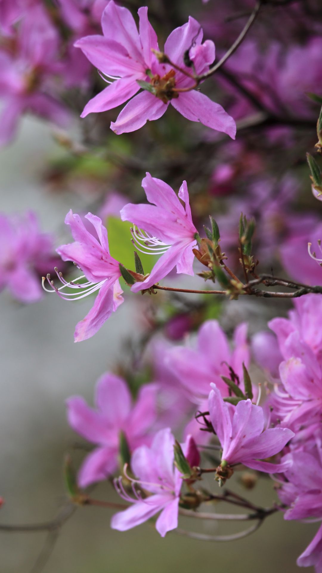 Purple Azalea Flowers Free Wallpaper