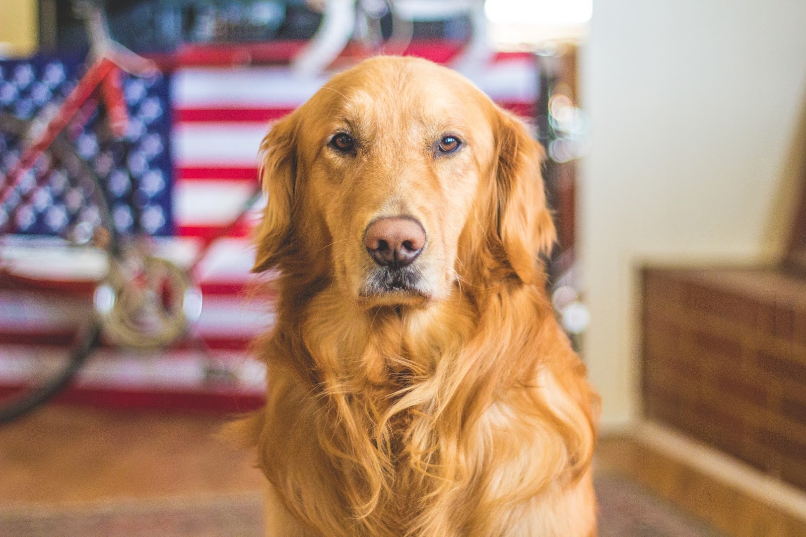 10 Famous Dogs In History We Care For Dogs 10-famous-dogs-in-history-we-care-for-dogs