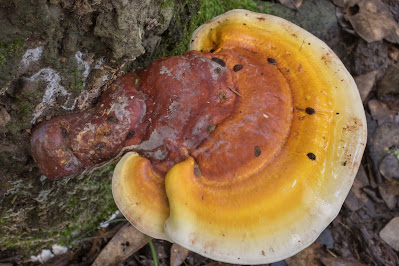 Are Ganoderma mushrooms expensive?