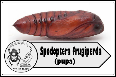 عذراء دودة الحشد الخريفية Spodoptera frugiperda