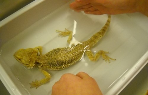 [bearded-dragon-temperature]