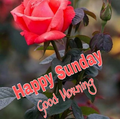 Good Morning Happy Sunday | 25+ Good morning happy Sunday Images Good Morning Happy Sunday | 25+ Good morning happy Sunday Images