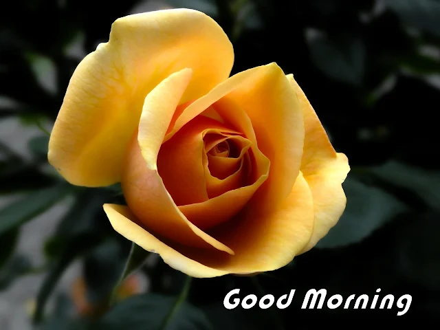 Good Morning Rose flower images