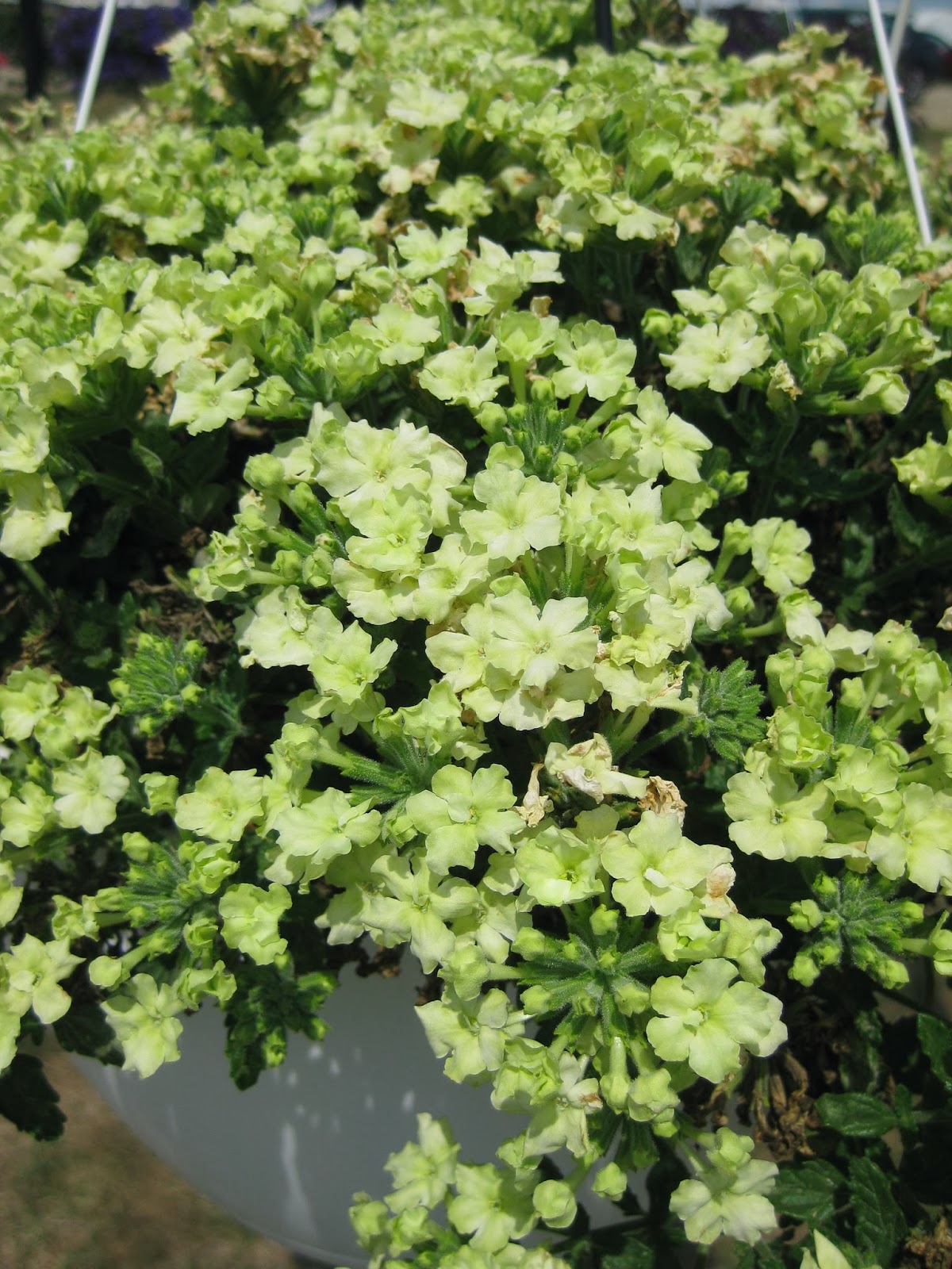 Rotary Botanical Gardens Hort Blog Consider A "Seasonal Dash" Of