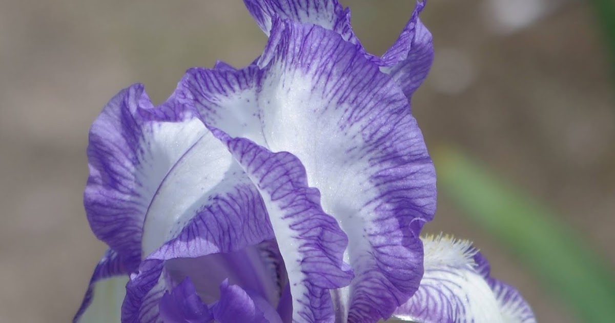 World of Irises FRENCH IRIS FROM THE PAST NAMED AFTER LADIES