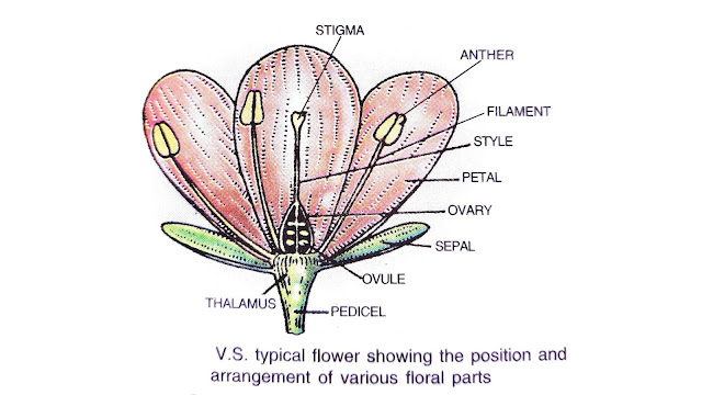 parts of a flower and their functions