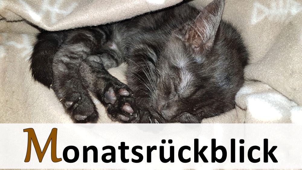 Babykatze