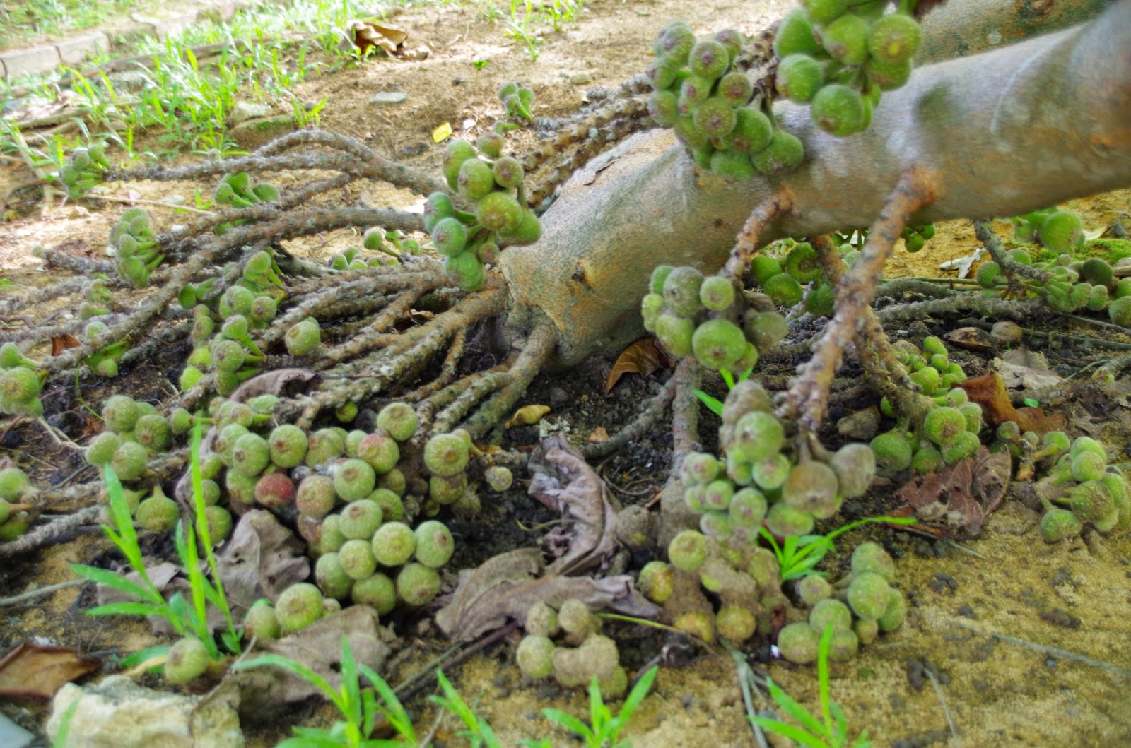 Trees and Plants: Broad leaf Fig, Elephant Ear Fig, Roxburgh Fig