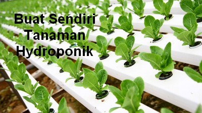 Cara Membuat Tanaman Hidroponik Dengan Paralon Di Lahan Sempit
