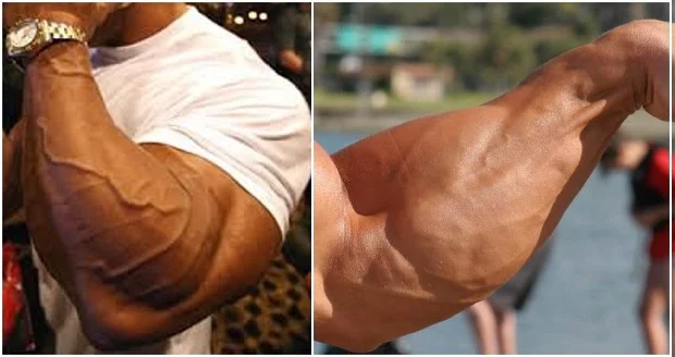 Muscle Day – Workouts For huge Forearms