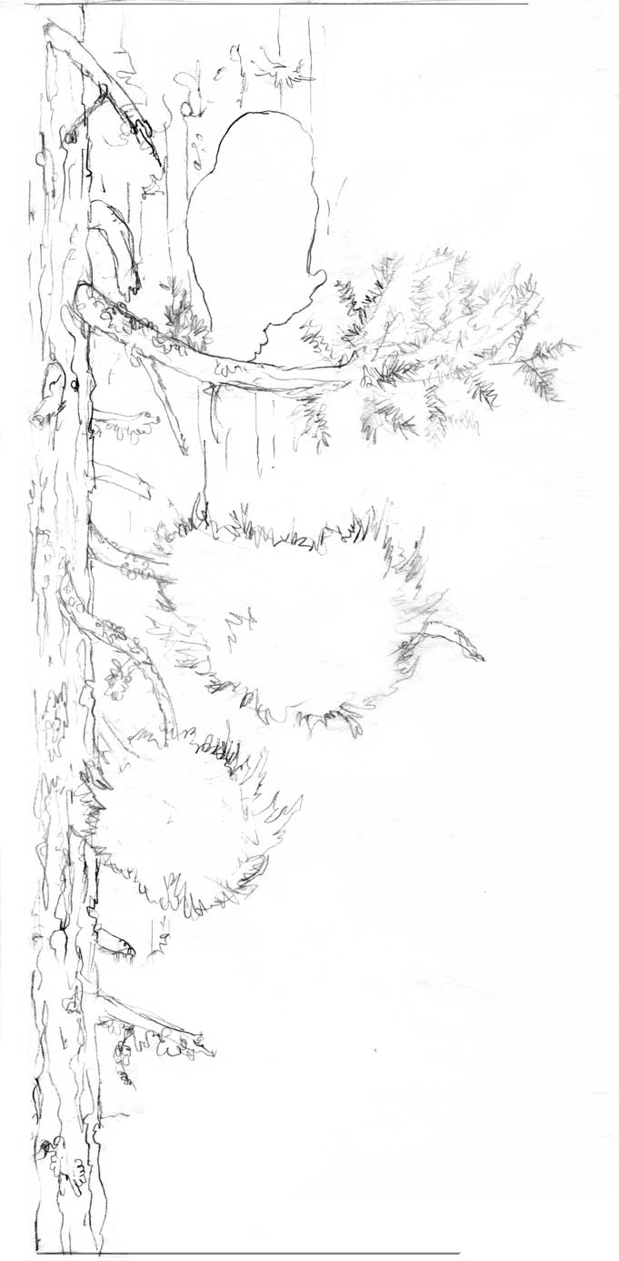 california redwood coloring pages - photo #40