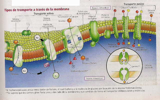 Biología Celular y Molecular: Transporte a través de la membrana celular