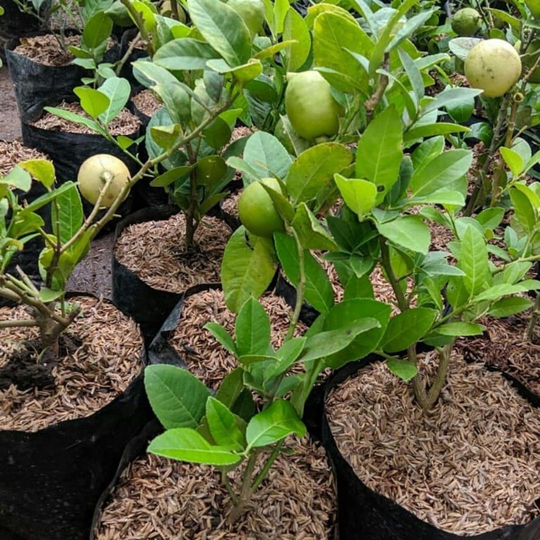 Bibit jeruk lemon california import hasil cangkok cepat berbuah Nusa Tenggara Barat