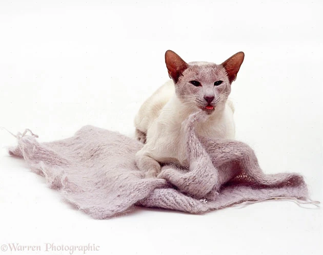 Lilac Siamese eating wool. Photo: copyright Warren Photographic