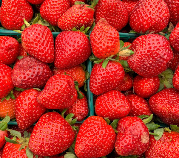 Photo journal...or whatever... Plant City Strawberries! Florida is