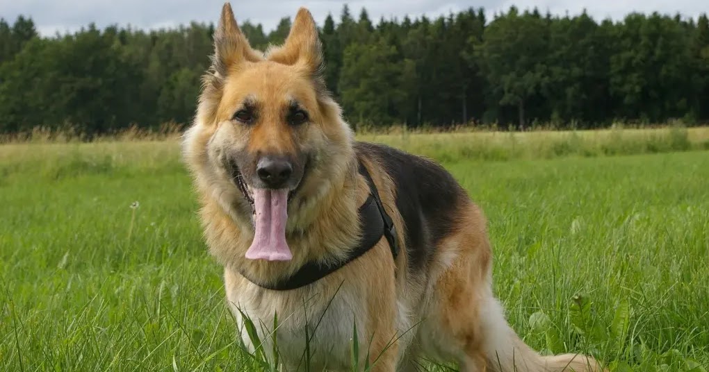 10 Popular Dog Breeds From Germany - The Buzz Land