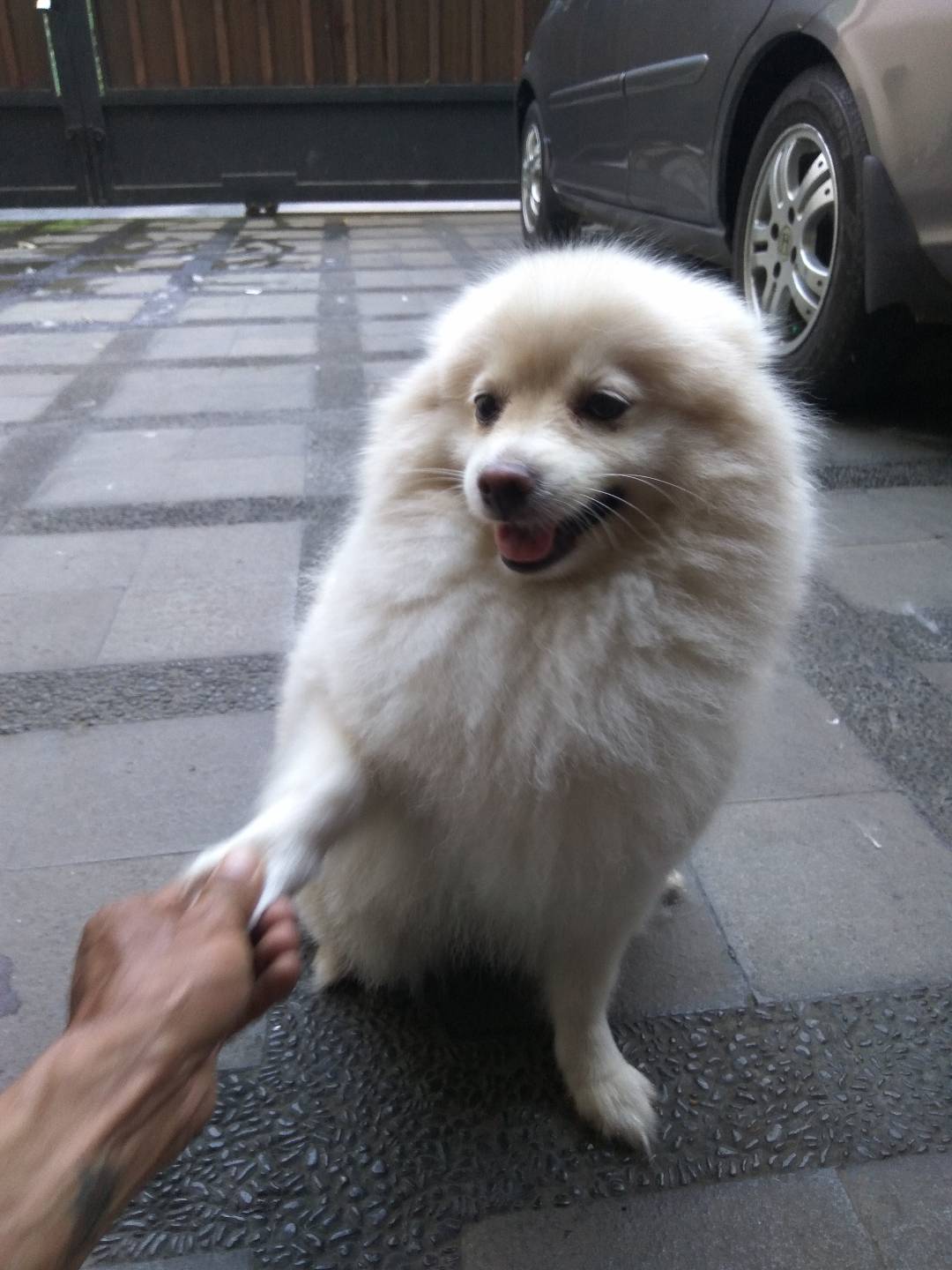 Grooming dan Mandikan Kucing Anjing Panggilan Ke Rumah | PETSHOP