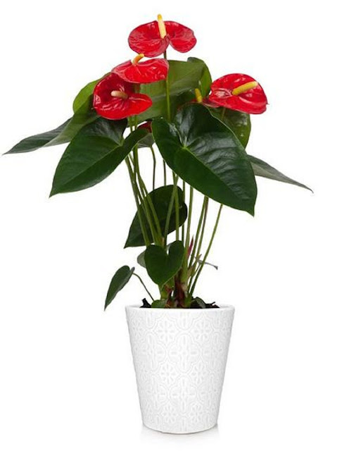 Anthurium Anthurium