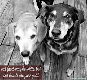 2 senior dogs, Our faces may be white, but our hearts are pure gold