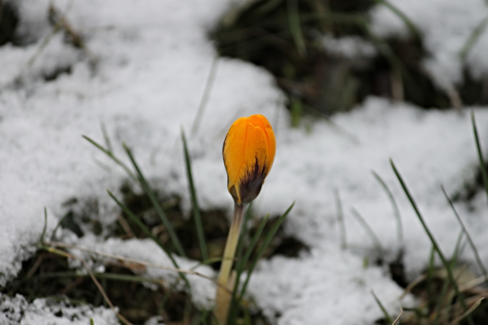Space Coast Wildflowers Wickham Park Office Gardens