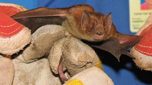 Terra Forming Terra: Chupacabra a Giant Pleistocene Vampire Bat