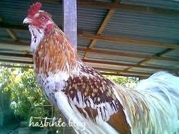 Ayam Ketawa Yang Membuat Ketawa Ayam Ketawa Yang Membuat Ketawa