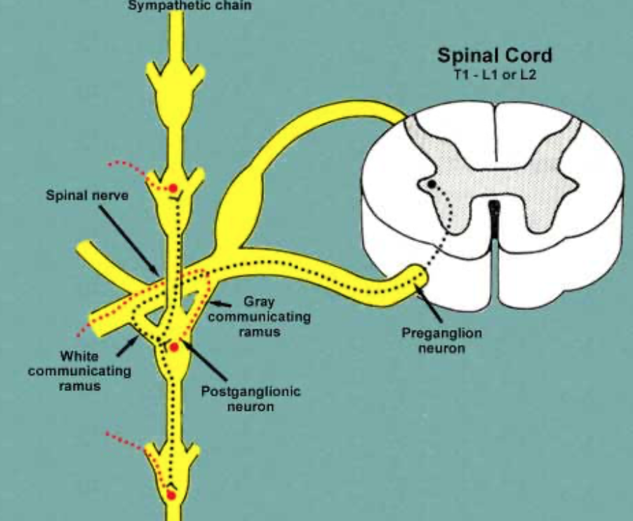 Head and Neck Anatomy: Cervical Part of Sympathetic Trunk