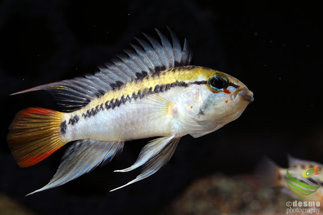 Apistogramma sp. schwarzkehl / sp. D25